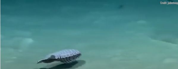 Kenalkan, Ini Bathynomus
