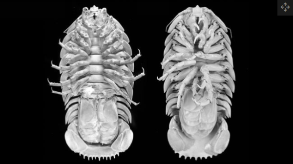 Kenalkan, Ini Bathynomus