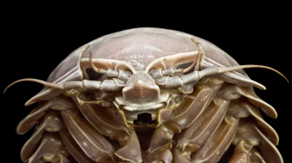 Kenalkan, Ini Bathynomus