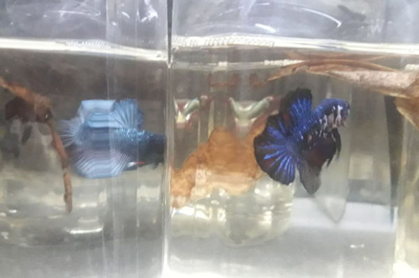 Berawal dari Hobi, Nasogi Jalankan Bisnis Ikan Cupang di Tengah Pandemi