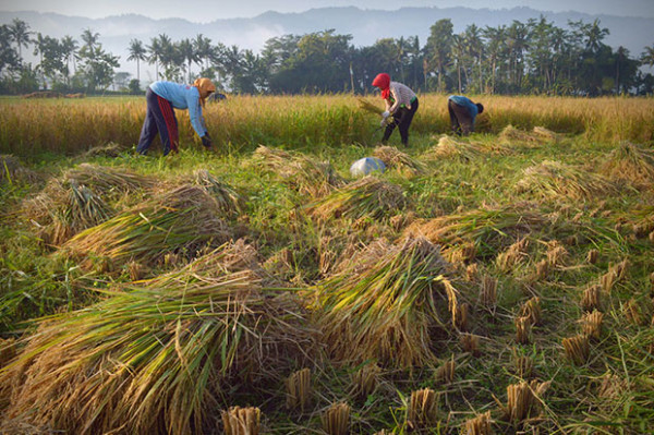 Asia Lumbung Beras Dunia, Ternyata Indonesia Urutan Ketiga