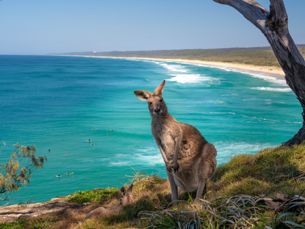 Lebih Dekat dengan Satwa Liar di Australia