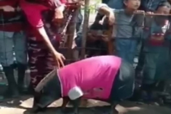 Babi Ajaib di Muratara, Tidur pun Harus Dikasih Bantal dan Selimut