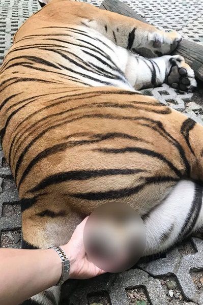 Selfie Sambil Genggam Testis Harimau Bonbin, Wanita Ini Picu Kemarahan