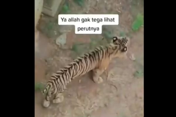 Baksi Harimau Sumatera Berekor Pendek dan Kurus Ini Faktanya