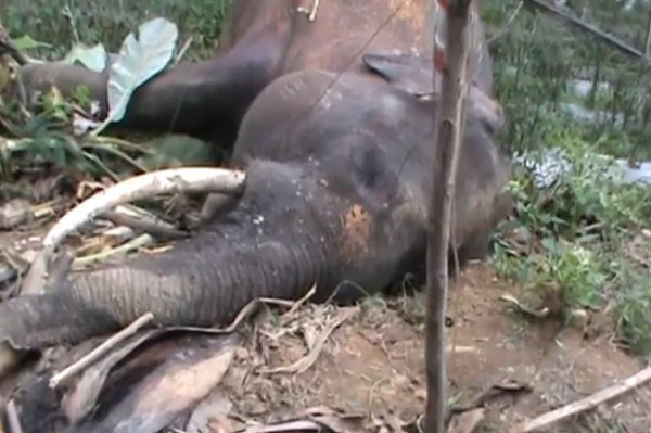 Sedih, Gajah di Aceh Mati Tersengat Listrik Perangkap Babi