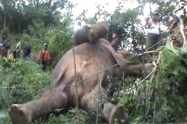 Sedih, Gajah di Aceh Mati Tersengat Listrik Perangkap Babi