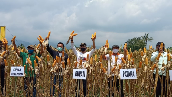 Bupati Batang Ajak Petani Tingkatkan Produktivitas Jagung