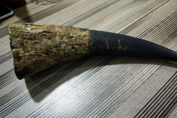 Jaringan Perdagangan Cula Badak dan Gading Gajah Dibongkar