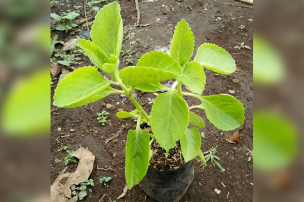 10 Rempah-rempah Ini Paling Banyak Ditanam di Rumah, Cek Khasiatnya