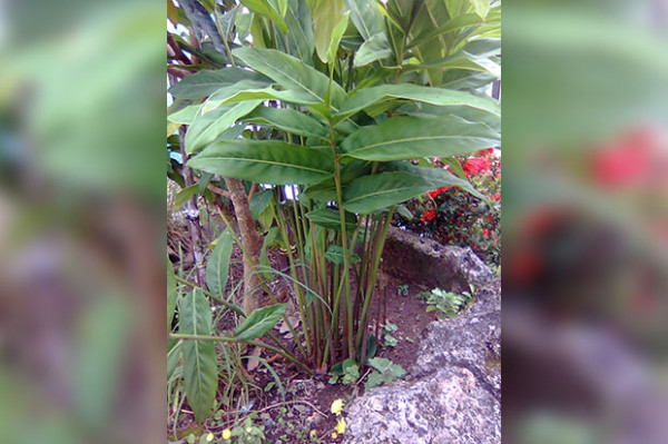 10 Rempah-rempah Ini Paling Banyak Ditanam di Rumah, Cek Khasiatnya