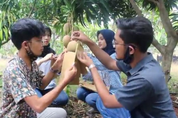 Manisnya Mangga Agrimania asal Indramayu Tembus Eropa dan Timur Tengah