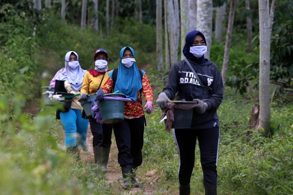 Wangi Kopi Robusta Pendalungan Menyeruak Hingga Negeri Piramid