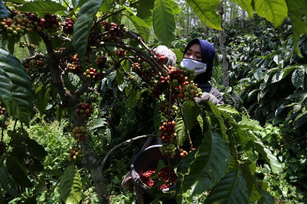 Wangi Kopi Robusta Pendalungan Menyeruak Hingga Negeri Piramid
