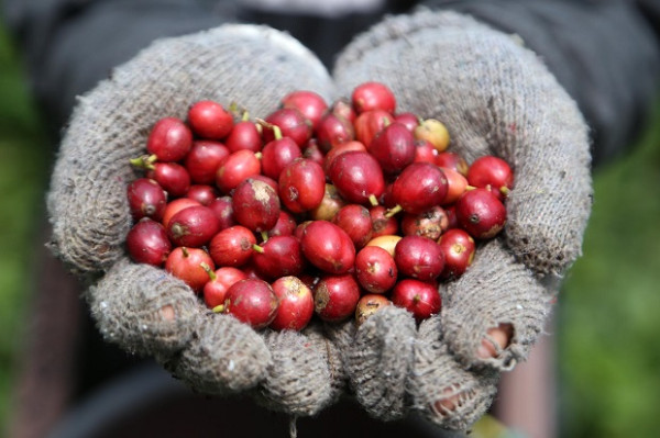 Wangi Kopi Robusta Pendalungan Menyeruak Hingga Negeri Piramid