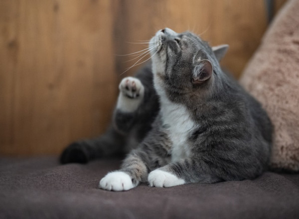 4 Penyakit yang Sering Diderita Kucing di Indonesia dan Cara Mencegahnya