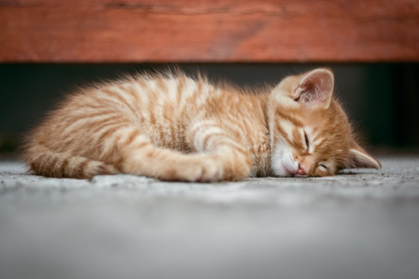 4 Penyakit yang Sering Diderita Kucing di Indonesia dan Cara Mencegahnya