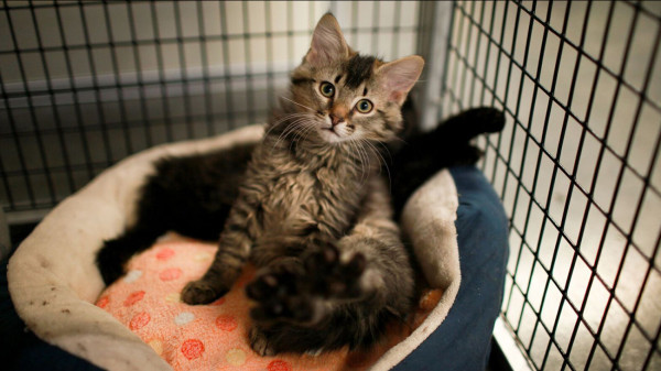 3 Hal untuk Diketahui Sebelum Kamu Mengadopsi Kucing