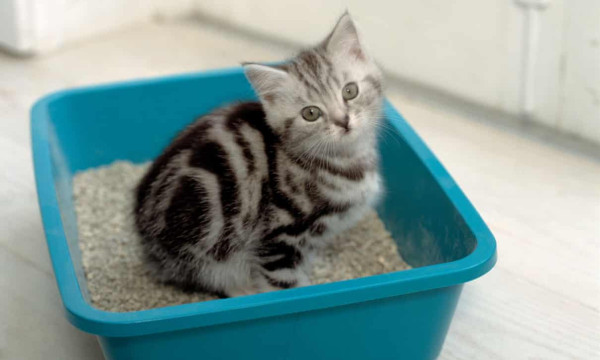 4 Penyakit yang Sering Diderita Kucing di Indonesia dan Cara Mencegahnya