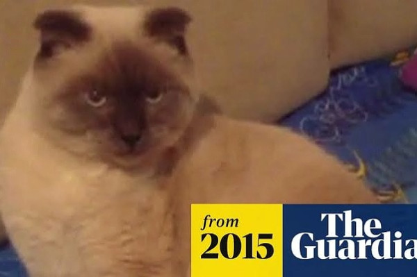 Politikus Terlalu Korup, 5 Kucing Ini Dicalonkan dan Diangkat Jadi Pejabat