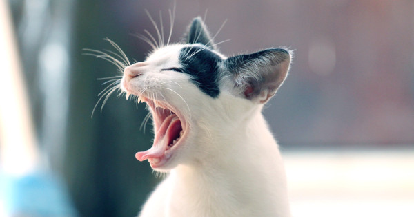 4 Penyakit yang Sering Diderita Kucing di Indonesia dan Cara Mencegahnya