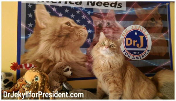 Politikus Terlalu Korup, 5 Kucing Ini Dicalonkan dan Diangkat Jadi Pejabat