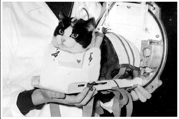 12 Profesi Menarik dan Unik Kucing di Seluruh Dunia