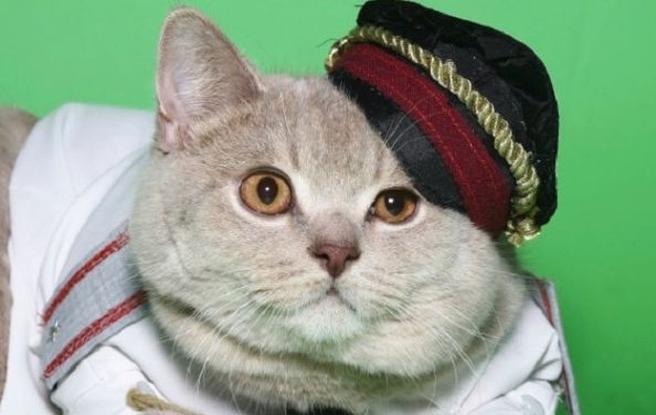 12 Profesi Menarik dan Unik Kucing di Seluruh Dunia