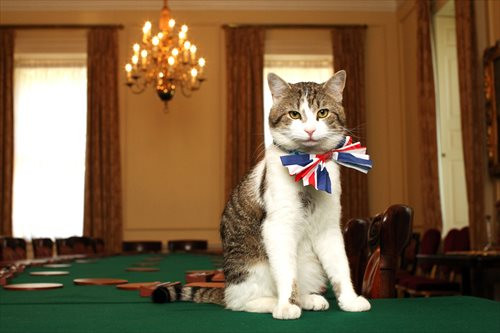 12 Profesi Menarik dan Unik Kucing di Seluruh Dunia