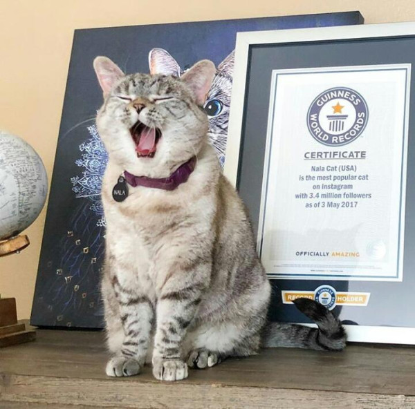 12 Profesi Menarik dan Unik Kucing di Seluruh Dunia