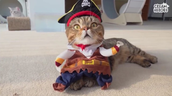 12 Profesi Menarik dan Unik Kucing di Seluruh Dunia