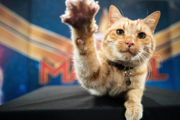 12 Profesi Menarik dan Unik Kucing di Seluruh Dunia
