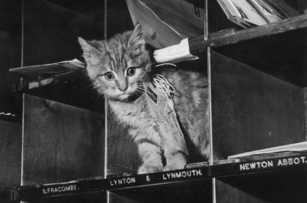 12 Profesi Menarik dan Unik Kucing di Seluruh Dunia