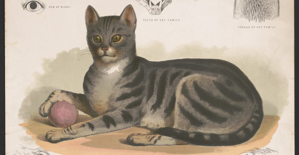 12 Profesi Menarik dan Unik Kucing di Seluruh Dunia