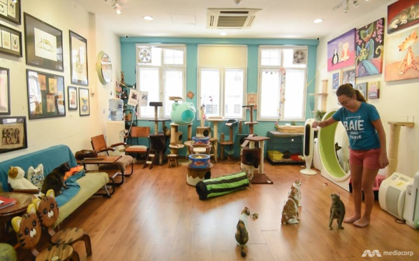 10 Monumen dan Museum untuk Para Legenda Kucing