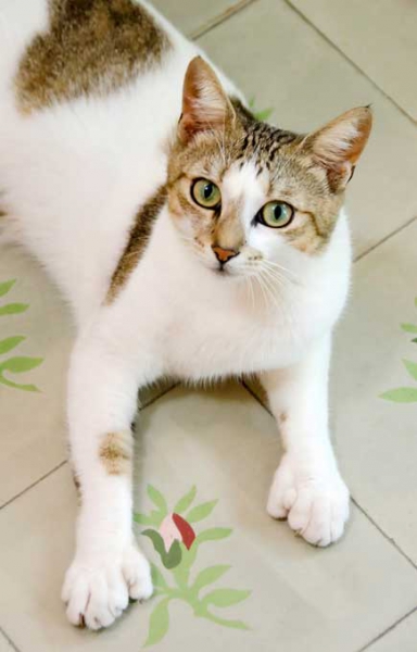 10 Monumen dan Museum untuk Para Legenda Kucing