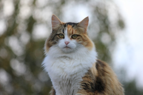 Cerita Para Bucing, si Budak Kucing