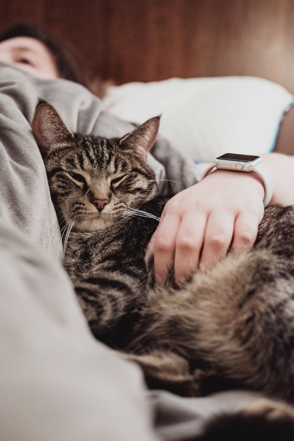Cerita Para Bucing, si Budak Kucing
