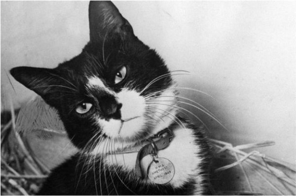 12 Profesi Menarik dan Unik Kucing di Seluruh Dunia