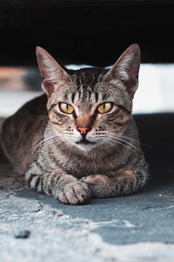 3 Hal untuk Diketahui Sebelum Kamu Mengadopsi Kucing