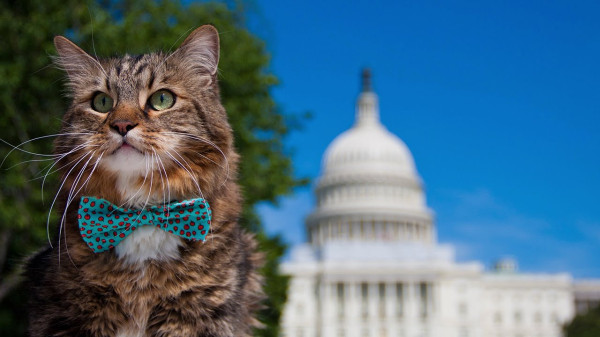 Politikus Terlalu Korup, 5 Kucing Ini Dicalonkan dan Diangkat Jadi Pejabat