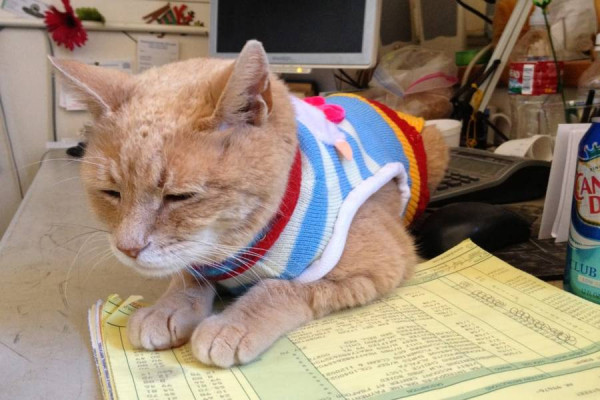 Politikus Terlalu Korup, 5 Kucing Ini Dicalonkan dan Diangkat Jadi Pejabat