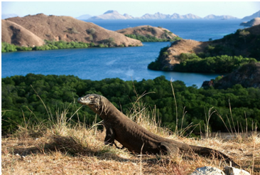Alam Laut Labuan Bajo, Magnet Turis Mancanegara
