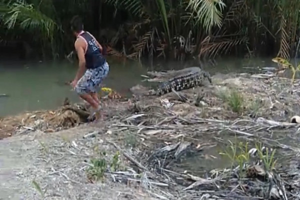 Buaya Sepanjang 3 Meter Hebohkan Warga Pangkalpinang