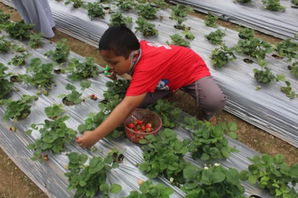 Wisata Petik Buah Strawberry di Lereng Gunung Lawu, Begini Sensasinya