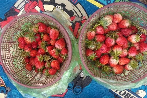 Wisata Petik Buah Strawberry di Lereng Gunung Lawu, Begini Sensasinya
