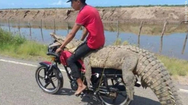 Bukan Video Hoax Apalagi Editan, Buaya Sepanjang 3 Meter Ngebut Pakai Motor