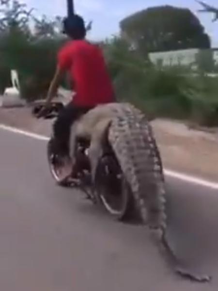 Bukan Video Hoax Apalagi Editan, Buaya Sepanjang 3 Meter Ngebut Pakai Motor