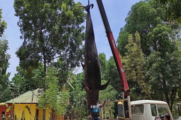 Tersedak Ikan, Paus Pilot Sepanjang 4,3 Meter Tewas