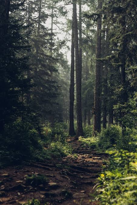 5 Hutan yang Diyakini Menyeramkan di Indonesia, Berani Coba?